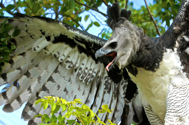 Trong thực tế, là loài săn mồi đỉnh, đại bàng Harpy săn bắt hầu hết các loài động vật có kích thước từ nhỏ đến trung bình, bao gồm chủ yếu là các loài lười, khỉ, các loài nhím, sóc, thú có túi, thú ăn kiến, và thậm chí cả gấu mèo. (Ảnh: Aboutanimals)