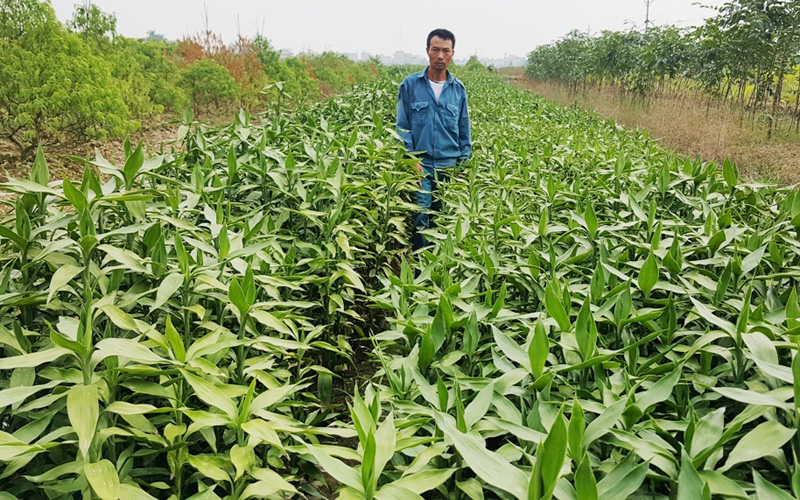 Xã Minh Tân có 250 hecta đất nông nghiệp, trong đó 150 ha đất cấy lúa, còn lại 100 ha đất vùng trũng được tỉnh, huyện đồng ý cho chuyển đổi sang trồng đào, cây phát lộc, cây cảnh và hoa màu từ hơn 10 năm trước.