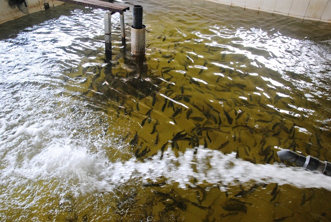 Việc nuôi cá nước lạnh đã và đang mang lại thu nhập cho người dân.