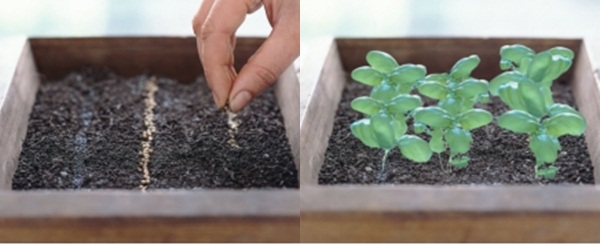 Kỹ thuật trồng cây rau thơm có thể bằng cách gieo hạt hoặc giâm cành.