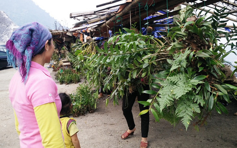 Chợ ngoài bày bán sản vật núi rừng còn bán nhiều các loại hoa phong lan rừng nên lúc nào cũng thu hút đông khách du lịch đến tham quan và mua bán.