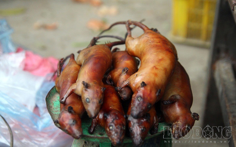 Giá bán thịt chuột từ 100 – 120.000 đồng/kg, nhiều hộ gia đình mỗi đêm bẫy được khoảng 7-10 kg chuột đồng, bỏ túi từ 500 -1 triệu mỗi ngày.