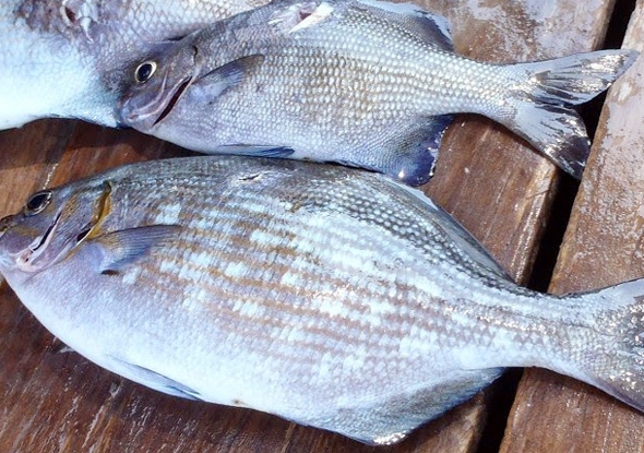 Cá tà ma cũng là món ăn không thể bỏ qua khi đến Quy Nhơn. (Ảnh: lysontour)