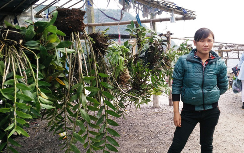 Chợ phong lan nằm ngay trên Dốc Trắng, đoạn giáp danh giữa huyện Tân Lạc và Mai Châu tỉnh Hòa Bình.