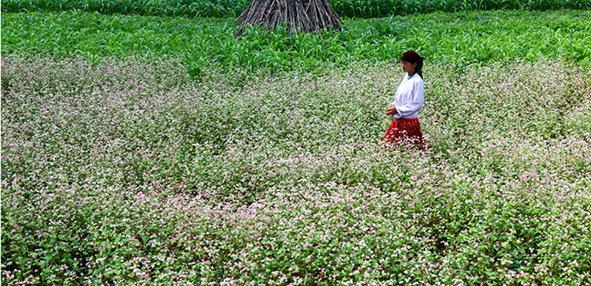 Vẻ đẹp hoang sơ của hoa tam giác mạch trên mảnh đất Hà Giang địa đầu Tổ quốc.