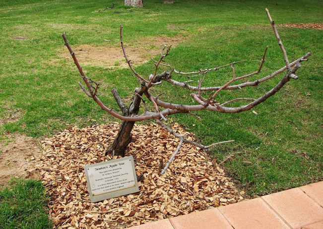 Cây táo Newton cũng được nhân giống trồng tại Goobang, New South Wales, Australia