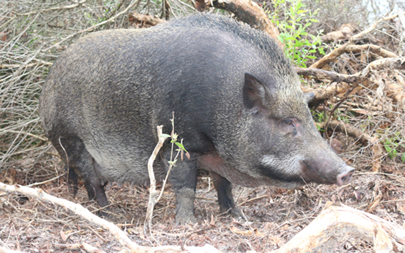 Những chú lợn rừng này được nuôi bằng phương pháp giống như lợn rừng 