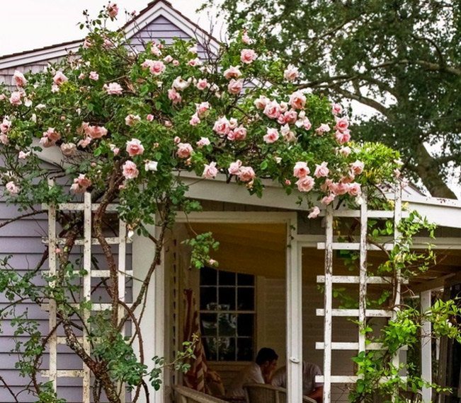 Tự làm giàn hoa hồng leo cho khu vườn đẹp như trong mơ | Dân Việt