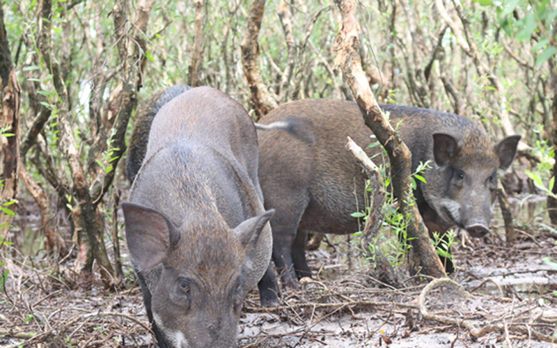 Sau gần 1 năm triển khai, đến nay, trang trại đã có 100 con lợn rừng, dự kiến đến cuối năm có thể xuất bán lứa lợn đầu tiên.