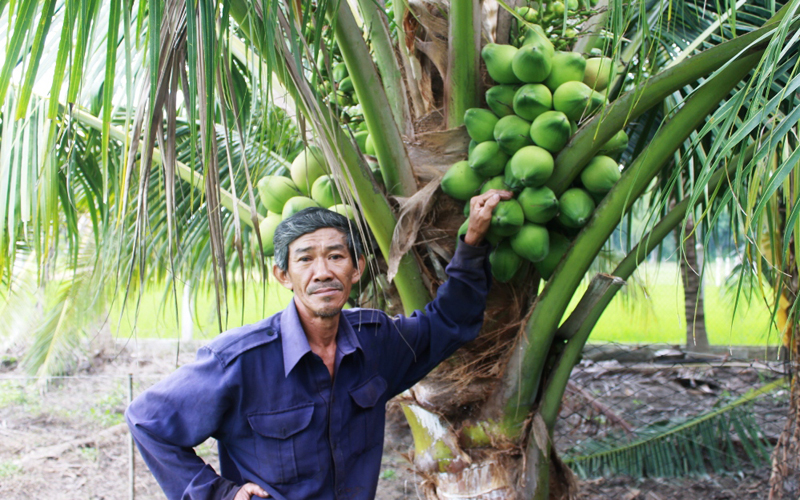 Hiệu quả cao từ mô hình trồng dừa trên đất mặn
