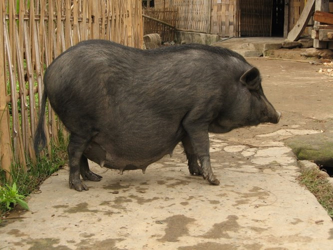 Mặc dù vậy, do được nuôi thả rông nên lợn mán dễ bị nhiễm ấu trùng giun từ môi trường và truyền sang người. (Ảnh Camcaophong)