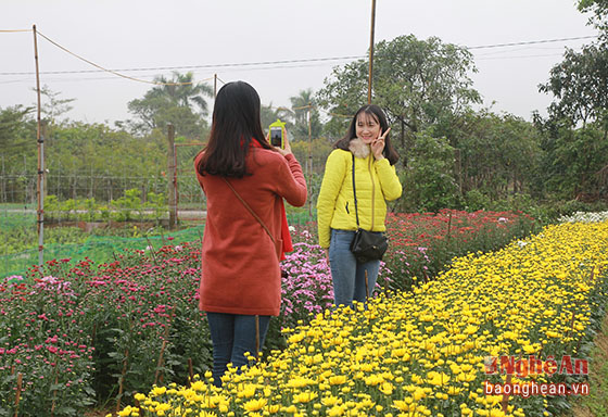 Trước sắc hoa rực rỡ ở làng hoa Nghi Liên... nhiều bạn trẻ đã đến tranh thủ lưu lại những bức hình kỷ niệm trước khi người dân đem hoa đi bán. Ảnh: Chu Thanh