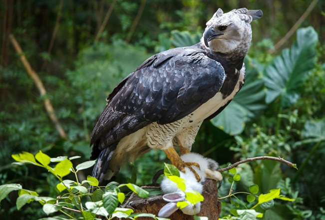 Cũng nhờ đó, đại bàng Harpy thường xuyên bắt được con mồi có trọng lượng hơn 7kg. (Nguồn Boredomtherapy)