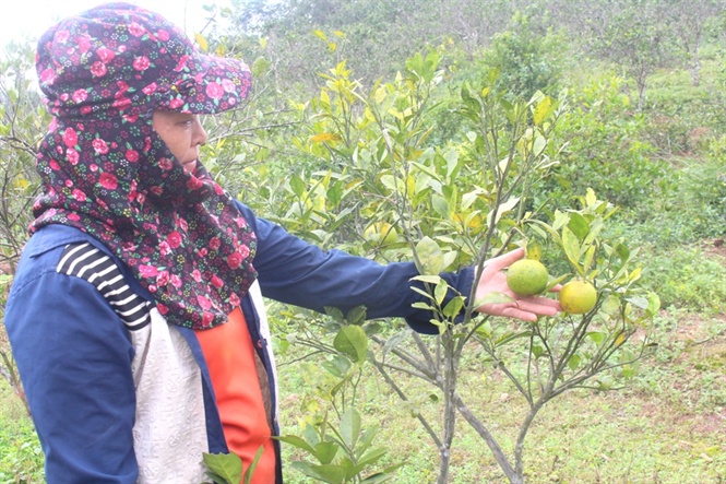 Càng lâu quả cam càng nhỏ, vỏ dày và có vị chua.