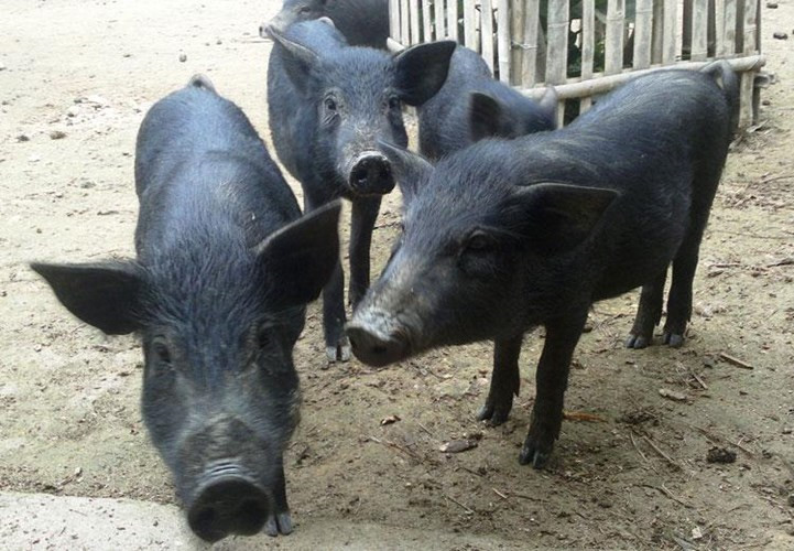 Lợn mán có đặc điểm dễ nhận dạng là lớp da dày và màu đen, lông cứng và nhọn như lông nhím, lưng cong, chân gầy và cao. (Ảnh Bizwebmedia)