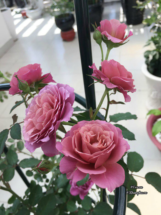 Giống hoa hồng Aoi.