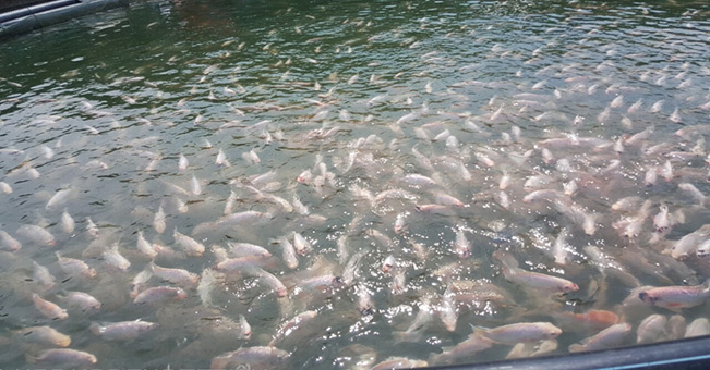 Cá diêu hồng nuôi trong lồng tại hồ Thác Bà sinh trưởng phát triển tốt, sạch bệnh.