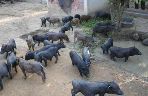 Giống lợn này thực ra là giống lợn lai giữa lợn nhà và lợn rừng, có nguồn gốc từ miền Bắc và miền Trung nước ta. (Ảnh Googleusercontent)