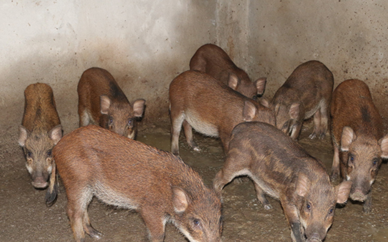 Được nuôi bằng phương pháp truyền thống và tự nhiên nên đàn lợn con sinh ra không phải tốn nhiều công sức để chăm sóc, sau gần 10 tháng có thể xuất bán.