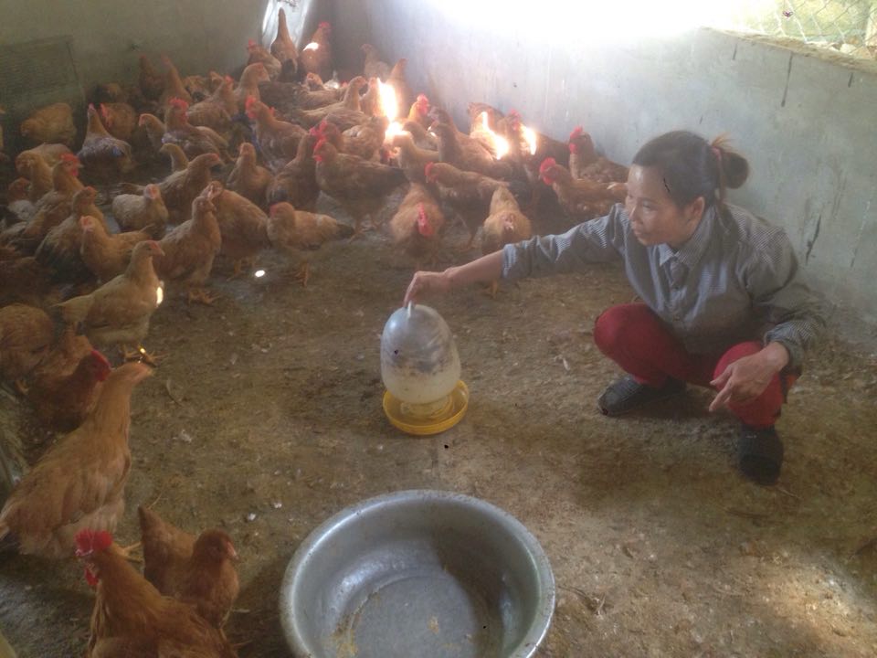 Bà Ngân đang kiểm tra quá trình phát triển của đàn gà trong khu vườn chăn nuôi gà, ngan.