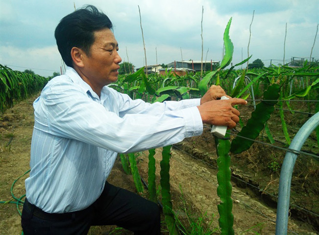 Ông Minh giới thiệu về giàn sắt hình chữ A sau khi cải tiến từ giàn chữ T trồng thanh long.