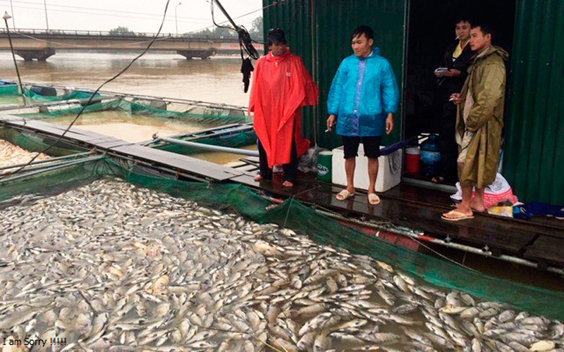 Cá chết trắng bè trên sông Bồ. Ảnh: Lê Minh