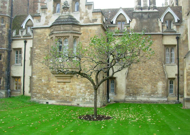 Thế hệ kế tiếp của cây táo Newton tại Trinity College, Cambridge