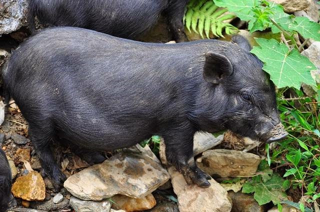 Lợn mán có kích thước nhỏ do thường được nuôi thả rông và tự kiếm ăn ở các vùng đồi núi. Cũng chính vì vậy mà thịt của nó rất săn chắc và thơm ngon. (Ảnh Camcaophong)
