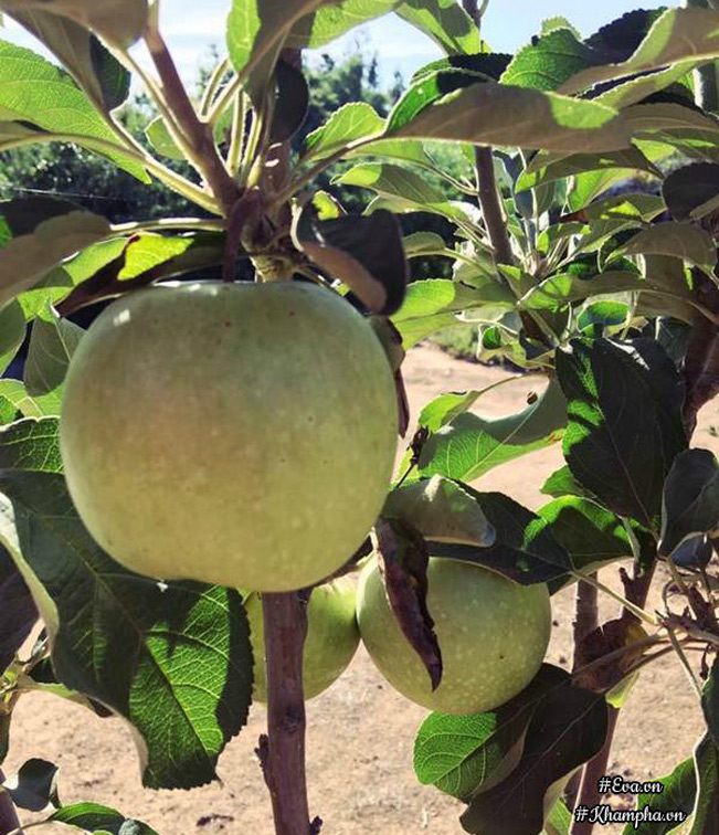 Giống táo Mỹ được trồng nhiều trong các khu vườn của người dân California.
