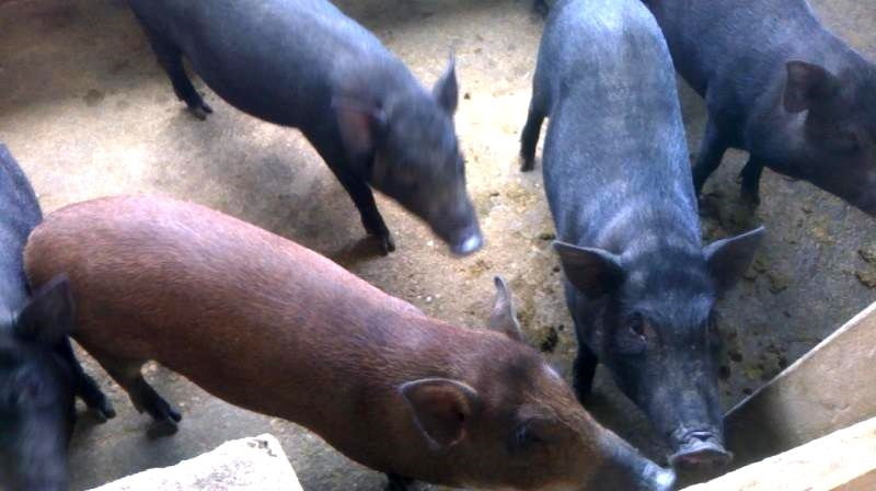 Lợn mán có thể trở thành nguồn lây nhiễm giun xoắn nếu không chế biến đảm bảo vệ sinh. (Ảnh Nongsanhoabinh)