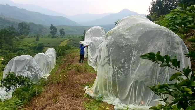 Những hàng cam được phủ màn ở nhà anh Đặng Văn Thắng.