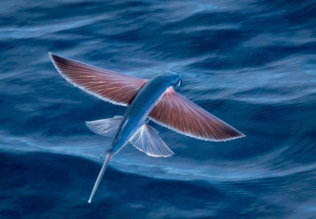 Cá chuồn biết bay mình dài, lưng thon, bụng trắng. Loài cá biển này tập trung nhiều ở vùng biển Nam Trung Bộ, nhiều nhất là vùng biển Quảng Nam. (Nguồn Cong1)
