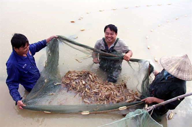 Mô hình cho hiệu quả kinh tế cao.