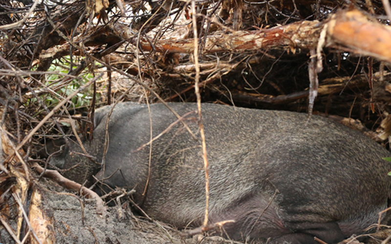 Cách nhân đàn cũng bằng phương pháp truyền thống, để những chú lợn giống lấy đực từ trong đàn và sinh đẻ trong cánh rừng tràm, hoàn toàn tự nhiên.