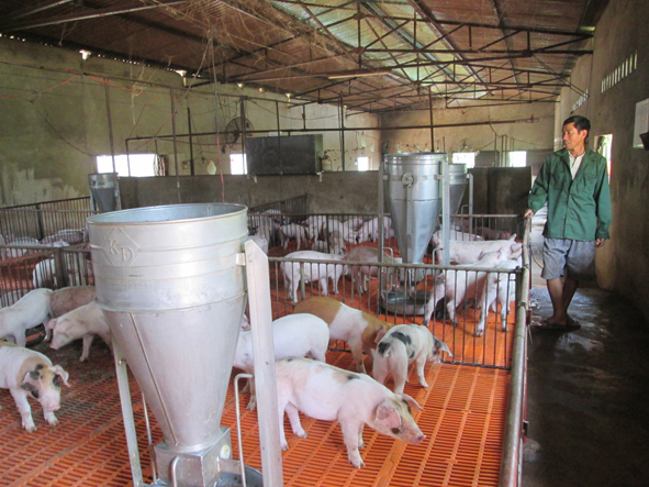 Mô hình chăn nuôi heo khép kín an toàn và hiệu quả  Nhà Nông Xanh