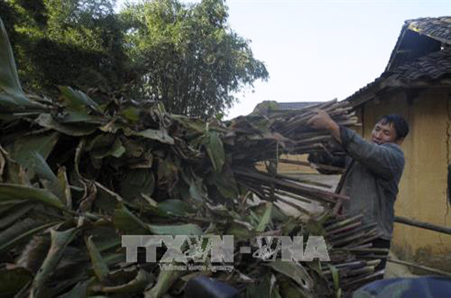 Dự trữ thức ăn cho gia súc để phòng chống đói rét trong mùa đông. Ảnh: Hương Thu - TTXVN