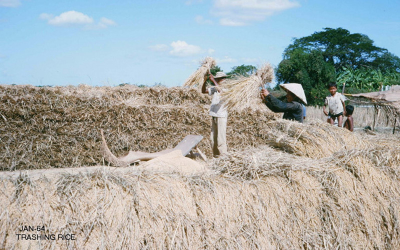  Những người nông dân đập lúa. Ảnh: George Muccianti.