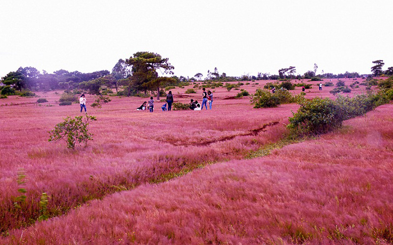 Đồi cỏ hồng dài vô tận trên cánh rừng thông ở xã Glar