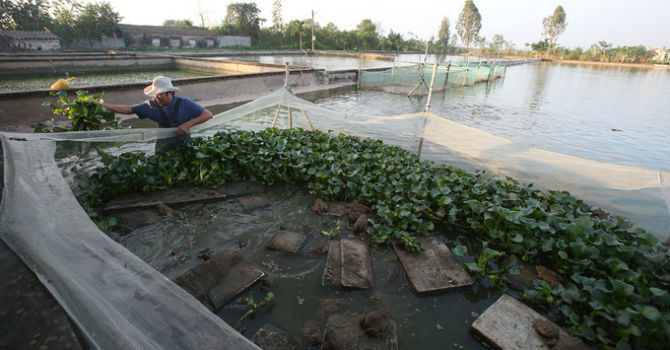 Hơn 10 năm qua, ông Thính đã dành 1.000 mét vuông mặt nước đầu tư cho mô hình nuôi ếch sinh sản, ếch giống, ếch thịt.