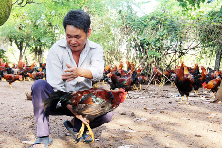 Ông Bùi Văn Thân (xã Sông Ray, huyện Cẩm Mỹ) là một trong những người có nhiều kinh nghiệm nuôi gà trống thiến, đạt hiệu quả cao. (Ảnh: H.Hải)