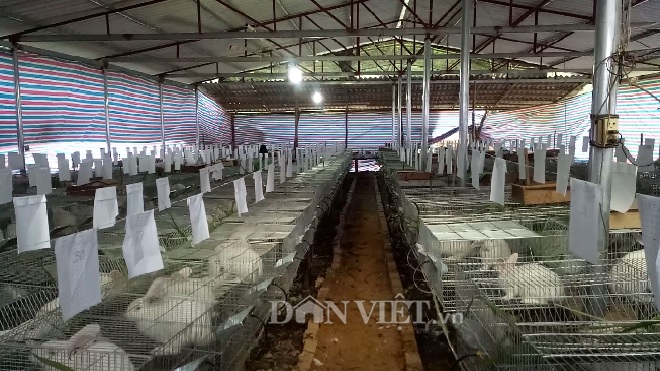 Toàn bộ khu trại nuôi thỏ của gia đình chị Tòng Thị Thơm.