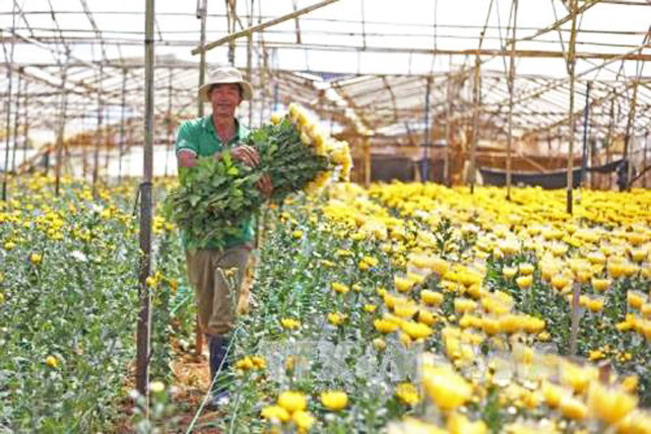 Lâm Đồng xuống giống khoảng 2.000 ha hoa vụ Tết các loại, riêng hoa cúc hơn 1.000 ha. (Ảnh minh họa: TTXVN)
