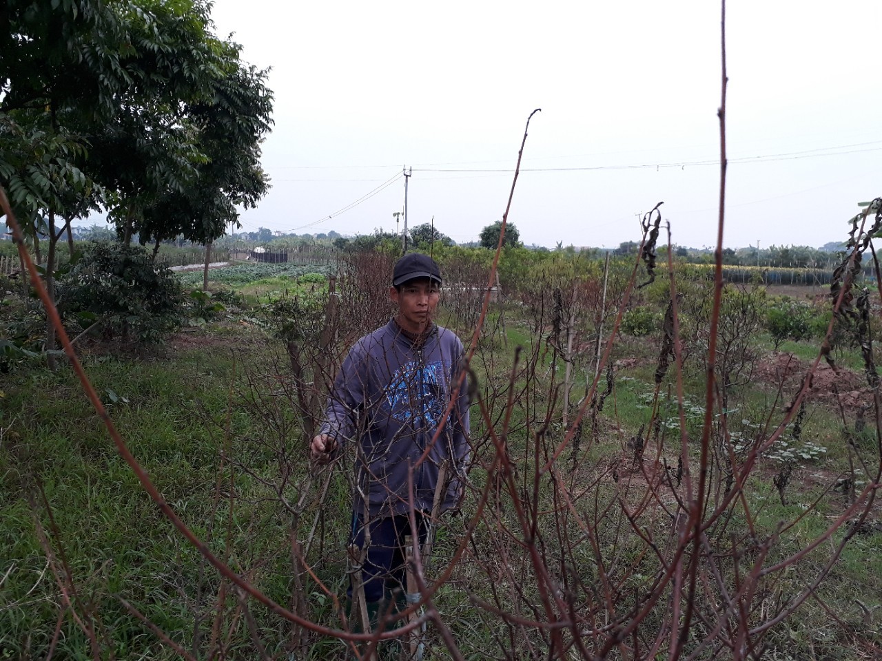Anh Nguyễn Văn Nam buồn rầu bên vườn đào chết khô của gia đình, lỗi hẹn mùa hoa cảnh chơi tết.