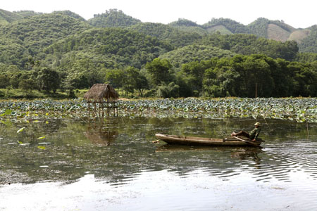 Mùa sen Vân Hội. (Ảnh: Thu Chung)