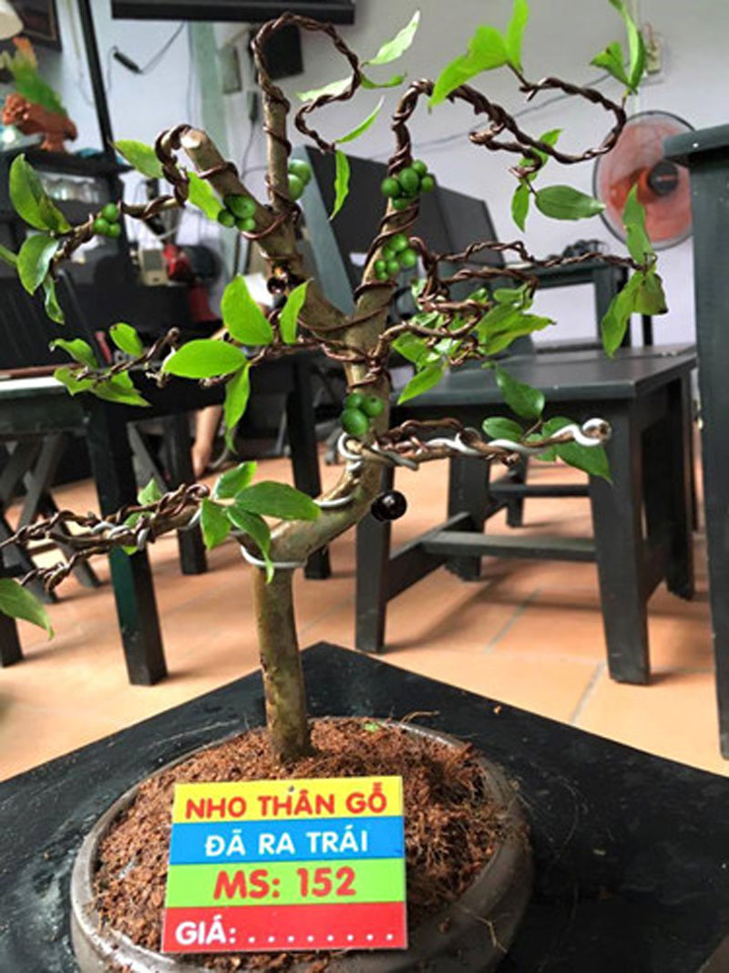 Bonsai nho thân gỗ dáng độc. Ảnh: Nhavuonkhanhvo.