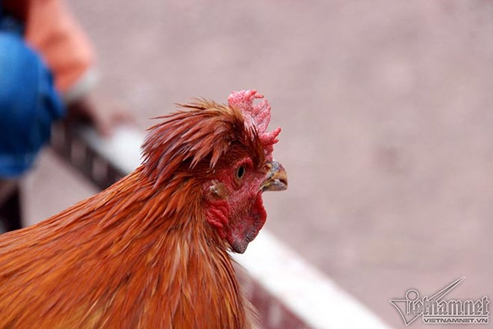 Một số con gà có bạt lông dài mọc trên đầu giống như đội mũ. (Ảnh: Vietnamnet)