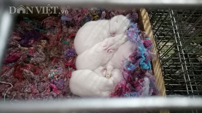 Một bầy thỏ sắp trưởng thành đang nằm ngủ ngon lành trong chuồng.
