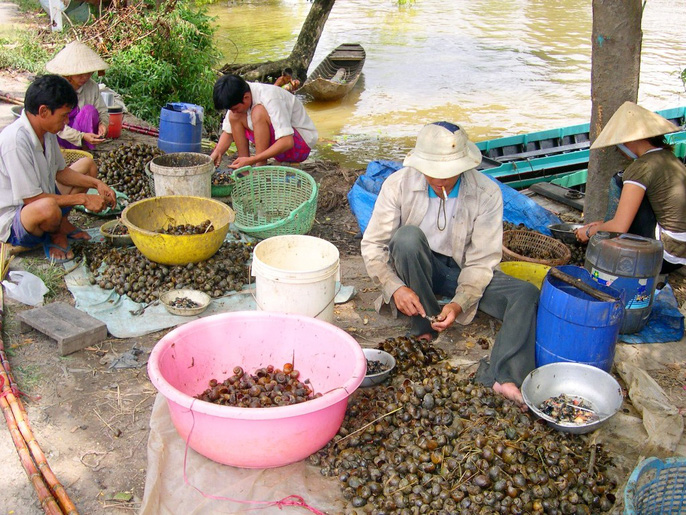Ốc bươu vàng du nhập vào Việt Nam từ những năm 80, xếp vào danh sách bị cấm nuôi và cần tiêu diệt ở Việt Nam. (Ảnh: Ngọc Trinh)