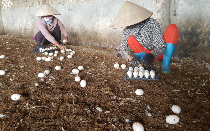 Công nhân đang thu trứng vịt