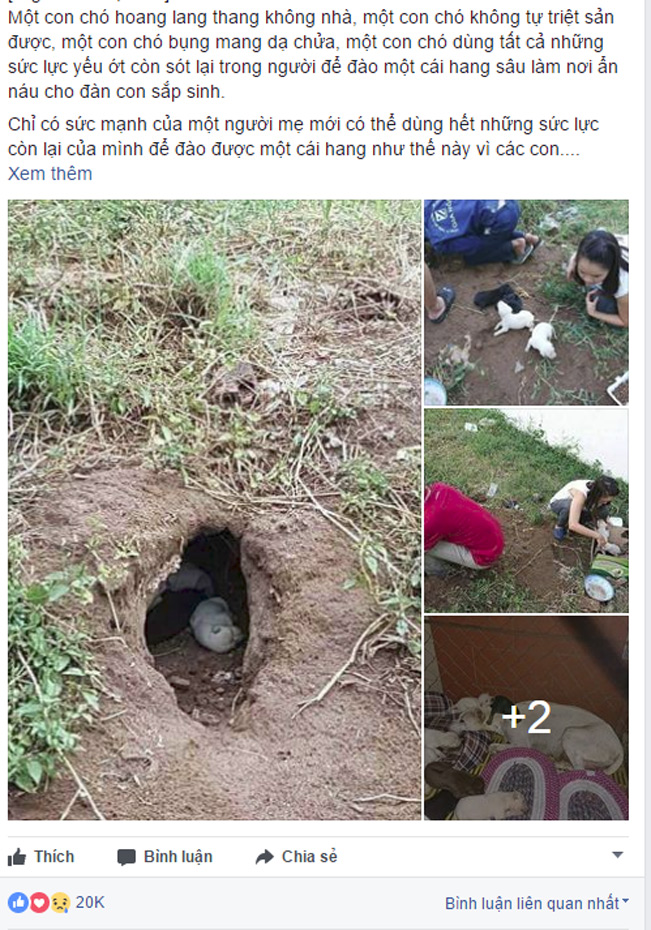 Câu chuyện về con chó mẹ tự đào hang làm nơi trú ẩn, đi kiếm thức ăn nuôi đàn con được chia sẻ đã thu hút sự chú ý của nhiều người. (Ảnh chụp màn hình)